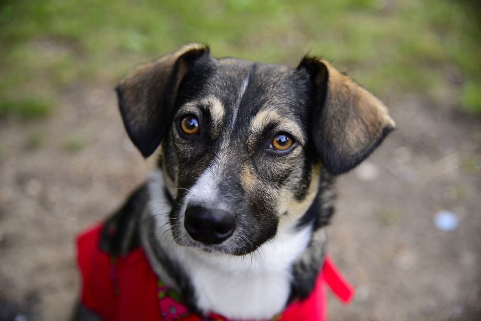 A close-up image of a small, mixed-breed dog with a black, tan, and white coat, featuring expressive amber eyes and a gentle expression. The dog is wearing a red harness and a colorful collar, standin