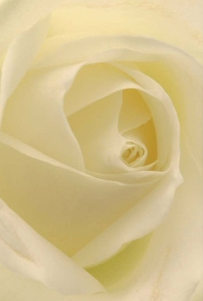 Drawn up close to this exquisite white rose, you find your attention captured by the luxurious softness and subtle layering of each petal, echoing the tranquillity found in Borehamwood's private gardens or along Brook Road. Shades of white and warm cream blend in flawless harmony, each fold quietly illuminated as if the bloom were catching a slant of gentle morning sun. The composition feels almost meditative; every petal's edge is smooth and precise, with translucent tips giving the flower an ethereal, inviting glow. As a local florist, one quickly recognises the artistry behind such perfection - a spiral core reflecting both purity and an underlying resilience that withstands the bustle of daily life in Borehamwood. This rose seems perfectly suited as a centrepiece at a family gathering, a gesture of romance, or a statement of sincere regret - its serene presence adaptable to whatever emotion needs voicing. Subtle shifts of colour and shadow lend the blossom a serene dignity, while its imagined scent is clean and soothing, reminiscent of fresh bouquets assembled for same-day delivery throughout Borehamwood. Here is a testament to refined floral craftsmanship: elegant, emotionally resonant, and always appropriate for the moments that matter most.